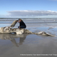 Imagen: Hennie Otto/Marine Dynamics/Dyer Island Conservation Trust.